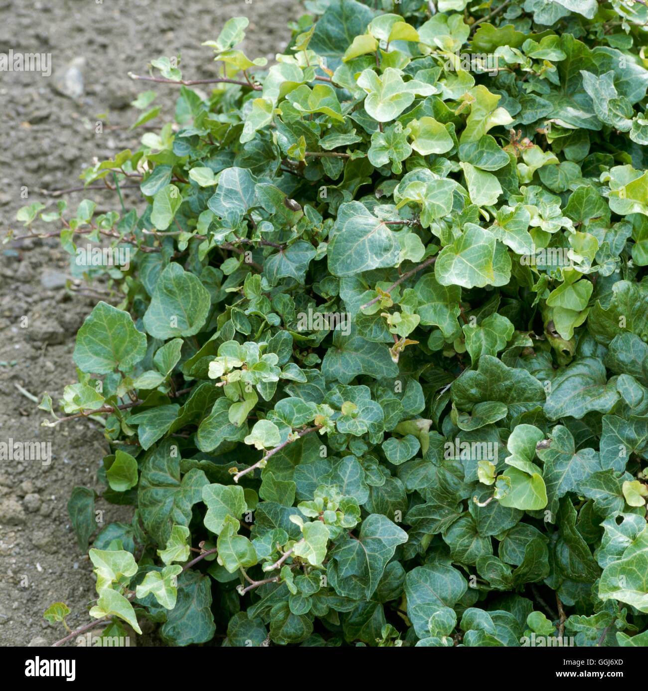 Hedera helix - `Ralf'   CLS052473 Stock Photo